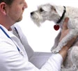 Veterinari in pericolo