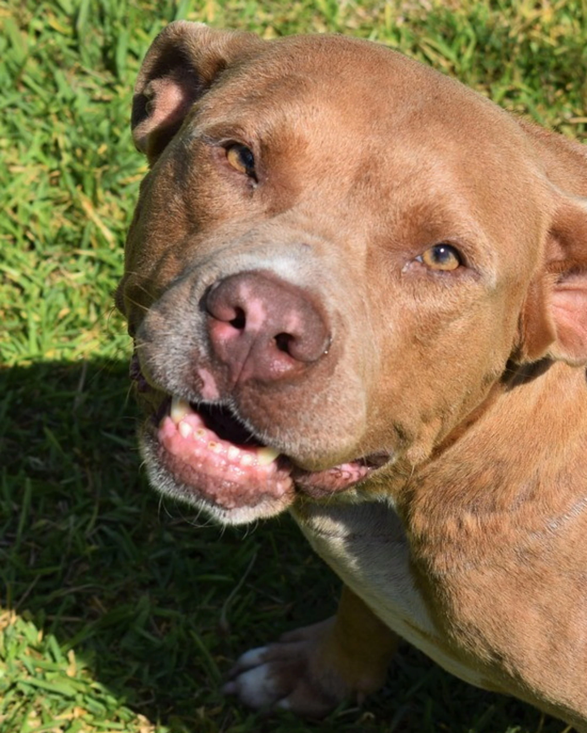 Cagliari, 13 pitbull in casa: per una 38enne finisce malissimo