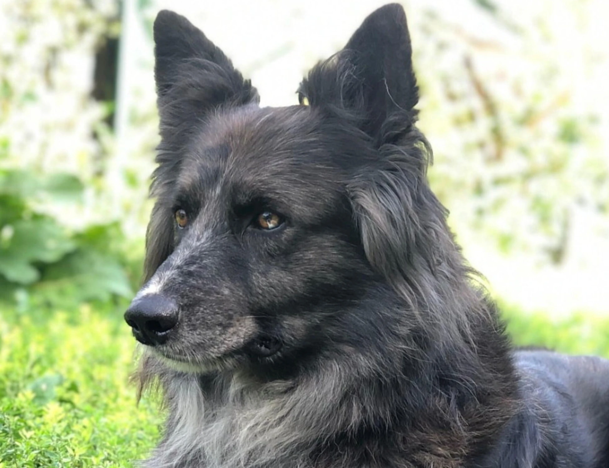 Treviso, azzannato in faccia a 3 anni dal Pastore del Lagorai del nonno