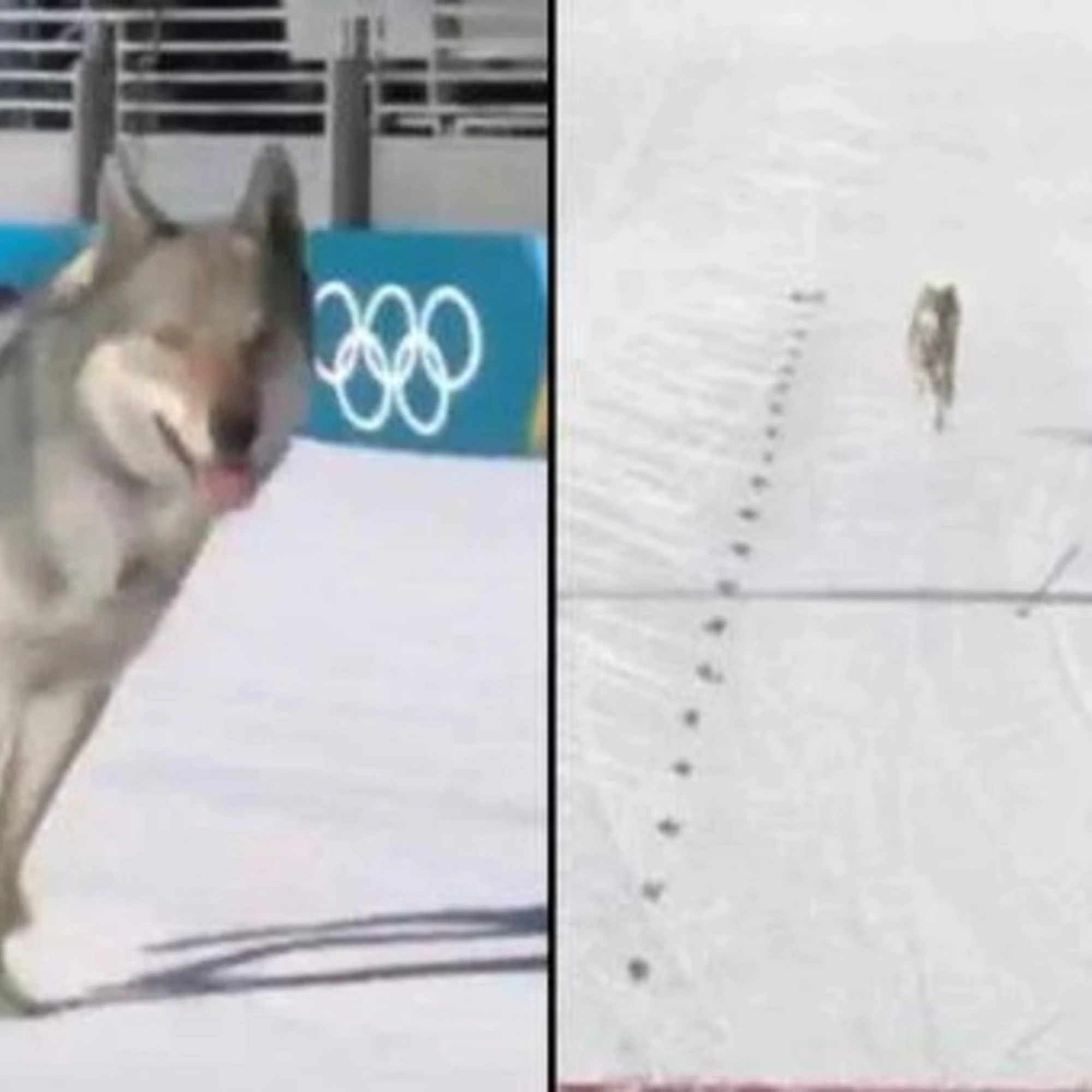 Incontro con il lupo: semplici regole per restare al sicuro