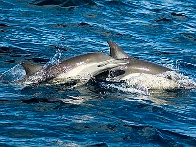 Mediterraneo ricco di cetacei, raddoppiato il numero di avvistamenti