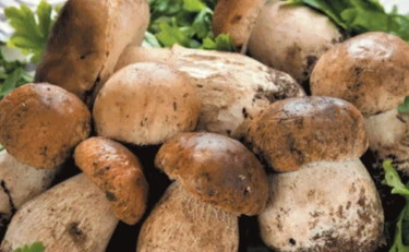 Funghi, un anno d'oro: ecco alcuni semplici trucchi per trovarli