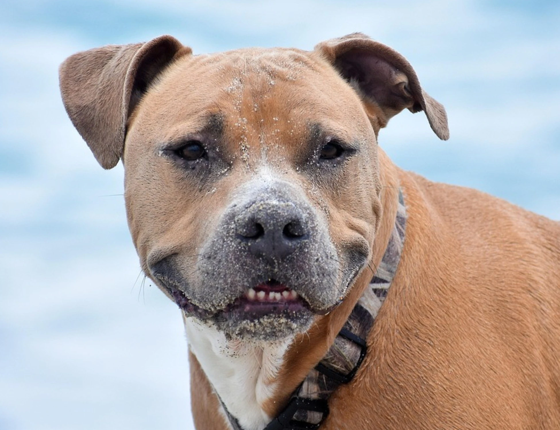 Perugia, 51enne muore in casa e viene divorato dai suoi pitbull