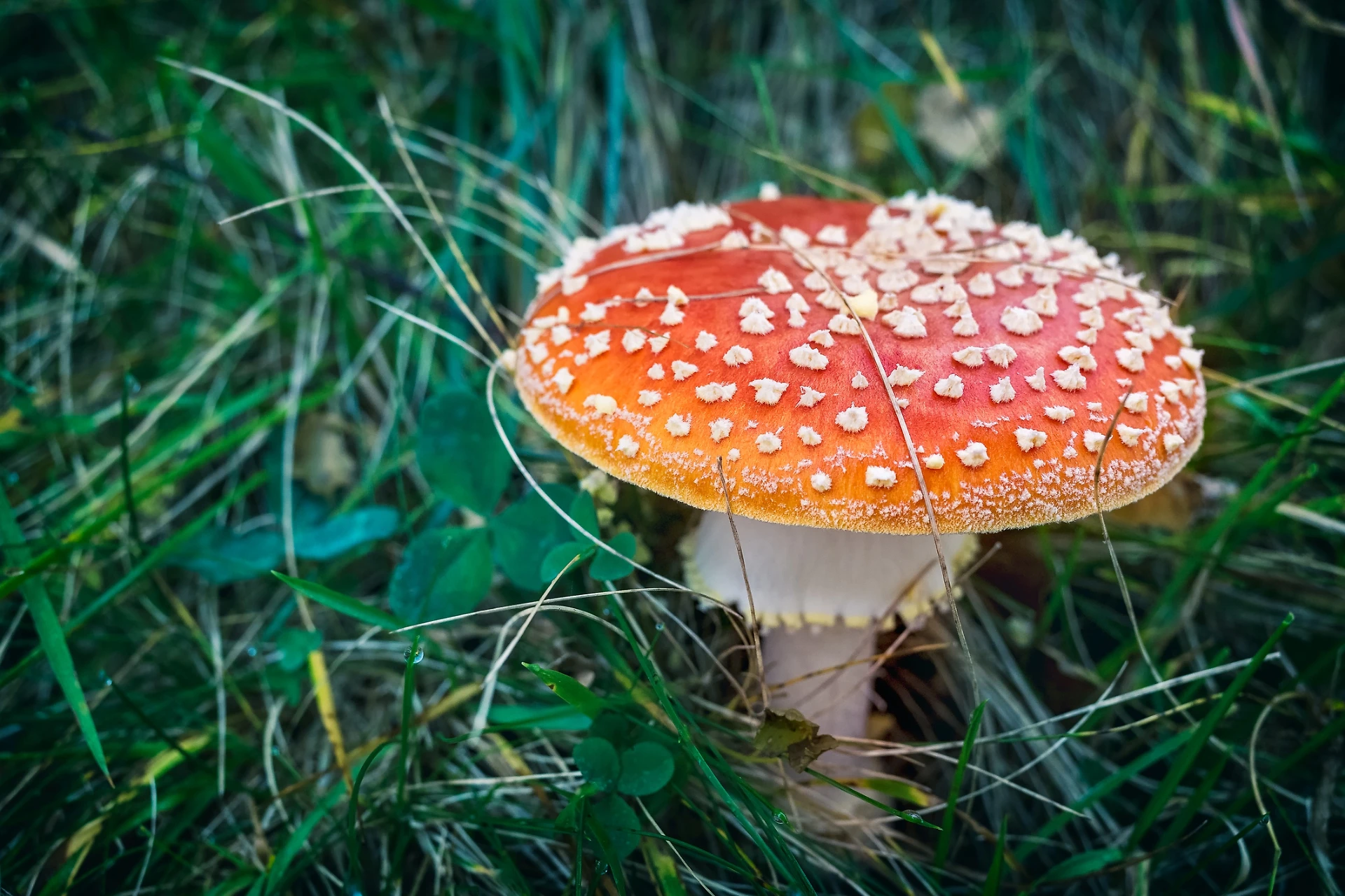 Monza, scambiano amanita per funghi porcini: lui muore, lei è gravissima