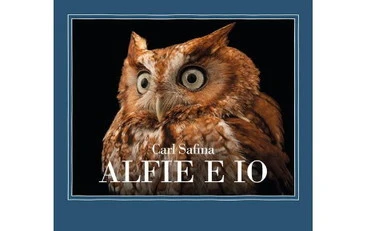 Alfie e io, il legame tra uomo e assiolo