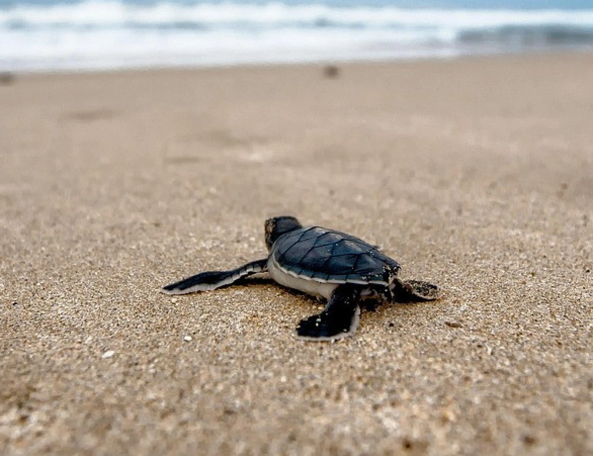 Tartarughe caretta caretta, ecco come aiutarle