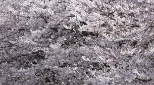 Siccità, natura in tilt: ecco i ciliegi a febbraio, rischio-catastrofe