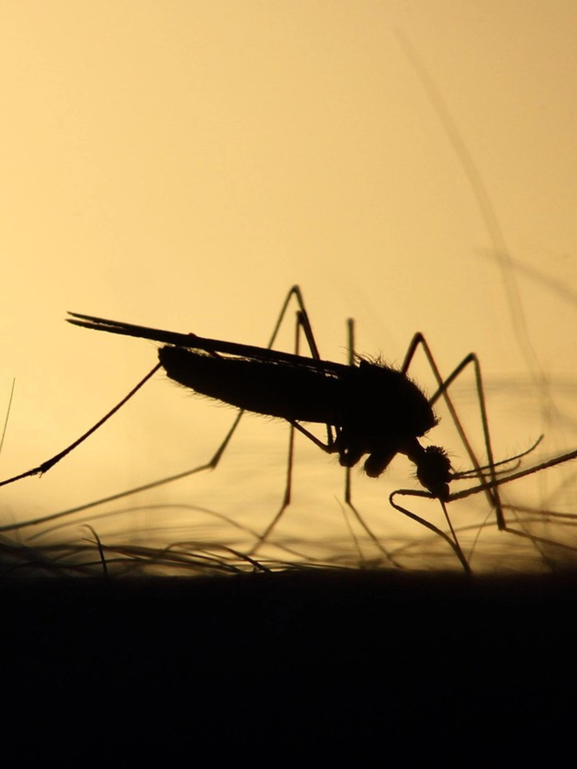 Virus West Nile fatale a un'anziana: sei casi a Latina (ma niente panico)