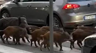Roma, cinghiali davanti a un asilo nido. Racconto-choc: "Quando accompagno i bambini a scuola ho paura"