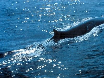Gli inquinanti minacciano le balenottere nell'area del Santuario dei cetacei