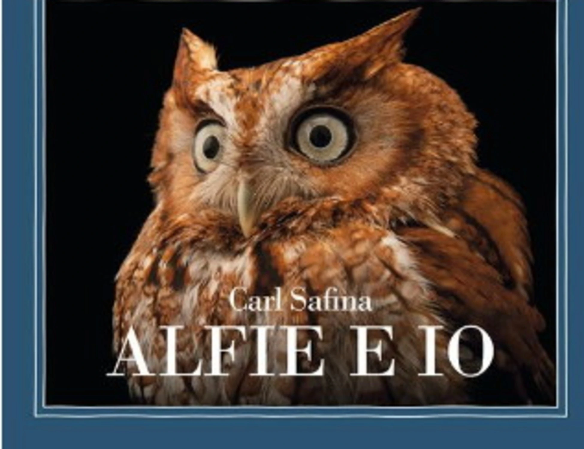 Alfie e io, il legame tra uomo e assiolo