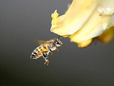 Il fipronil tra i pesticidi killer delle api, vietato per due anni in Unione Europea
