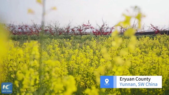 Cina: le fioriture primaverili richiamano visitatori a Dali