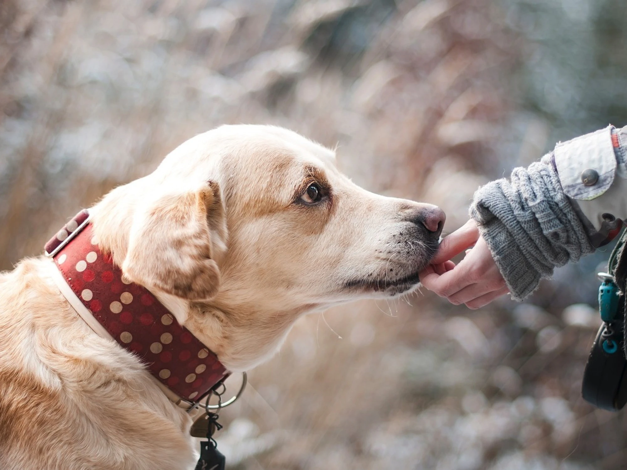 Dublino, morto a 49 anni: come l'ha contagiato il suo cane, un caso sconvolgente 