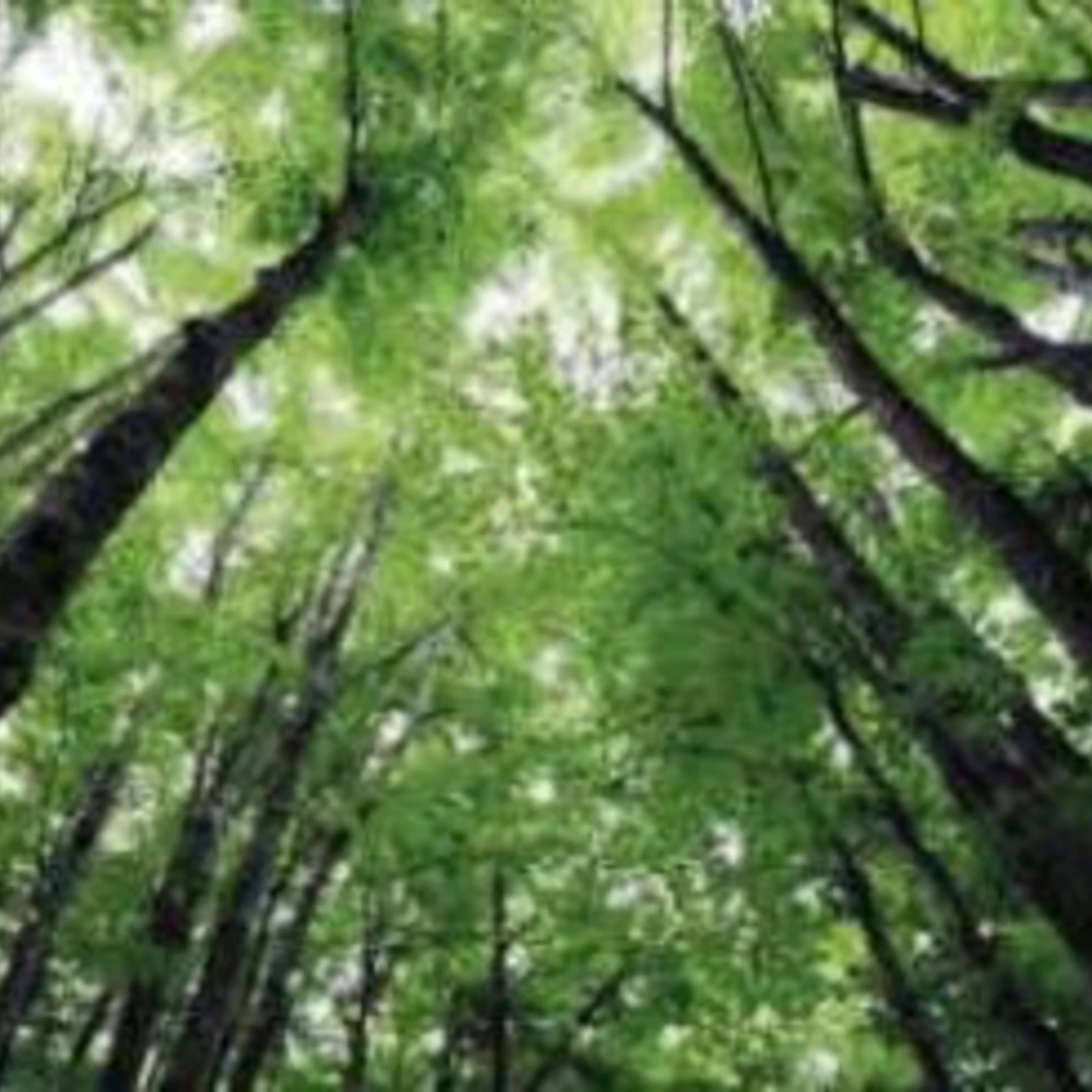 Gli alberi sono eroi silenziosi con i superpoteri