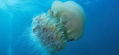 Giappone, le meduse
