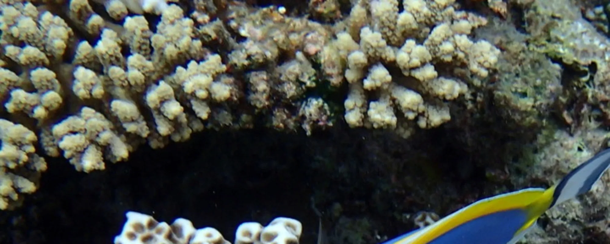 Mar Adriatico, paura per il pesce chirurgo: "Rischio tagli profondi"