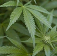 La cannabis non è matura?