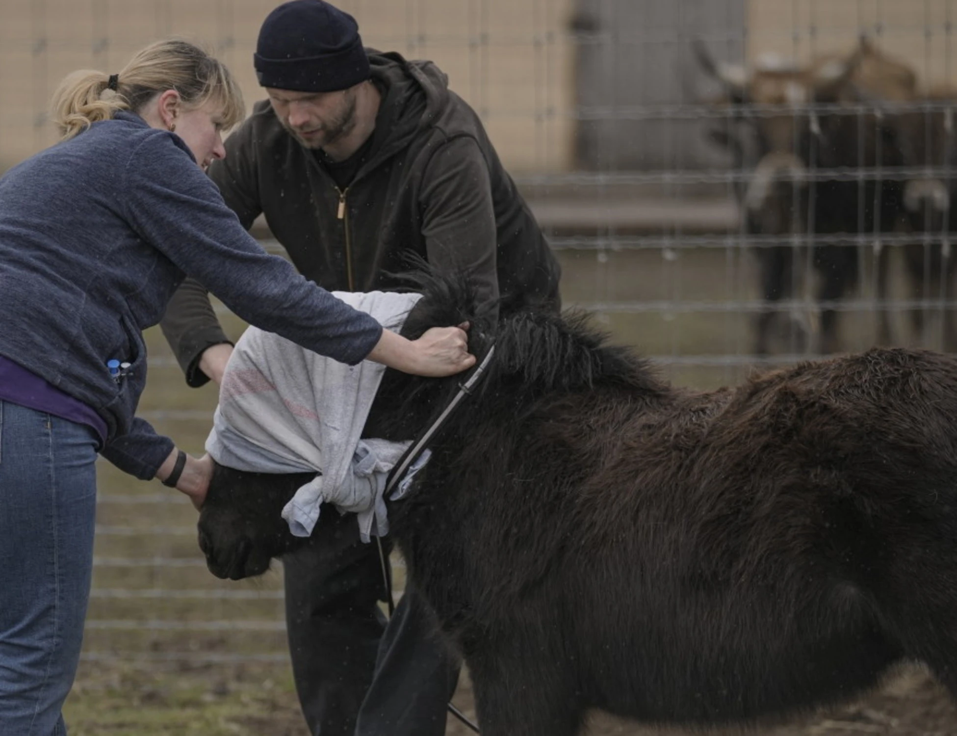 Cronache di suini e demoni da Putilandia