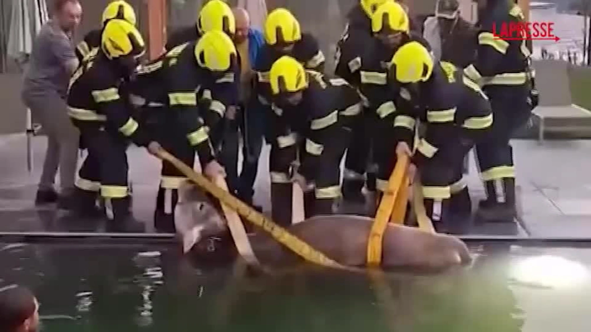 Alto Adige, mucca cade nella piscina di un hotel: salvata dai vigili del fuoco