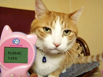 Non capisci il tuo gatto? In vendita il traduttore elettronico per parlare con i gatti