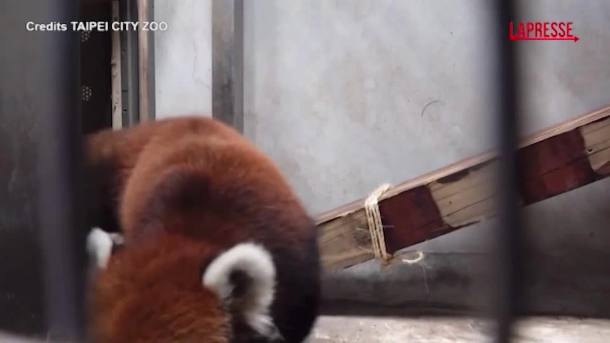 Cina-Taiwan, scambio di panda rossi tra zoo di Taipei e Shanghai