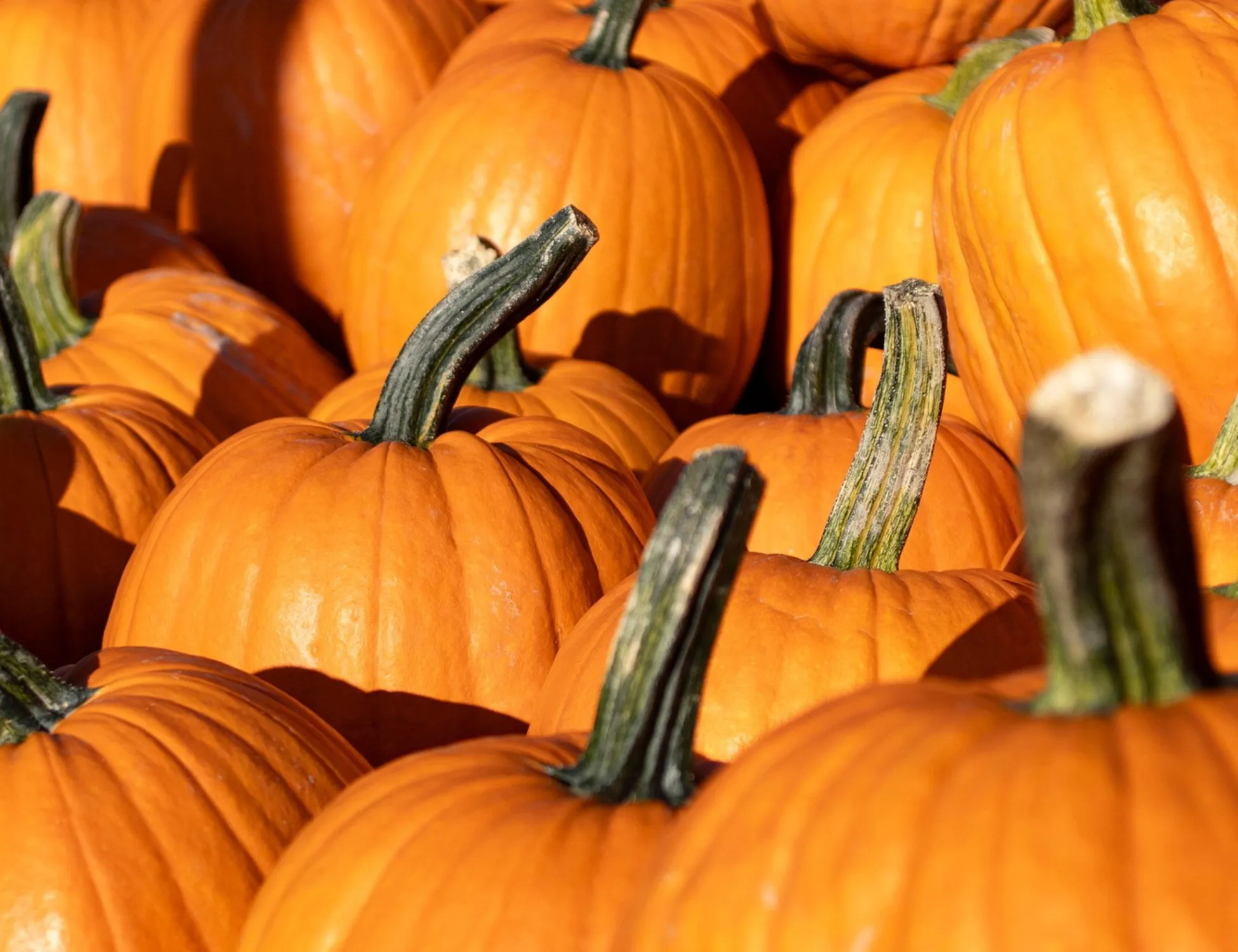 Forma o colore non importa: è l'ora della zucca