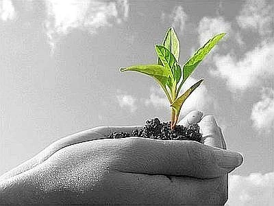 L'agroforestazione è il compromesso virtuoso per lo sviluppo sostenibile