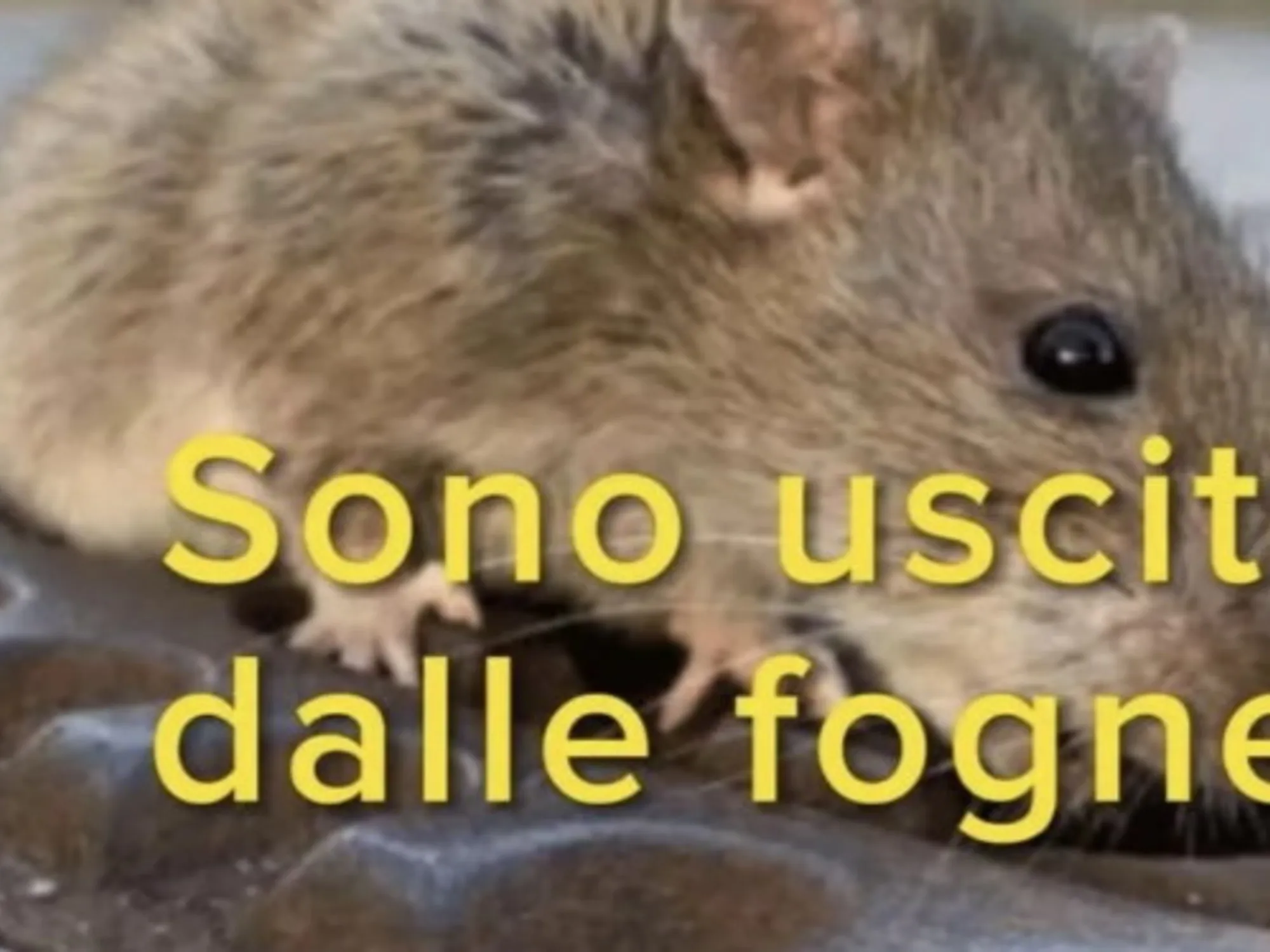 Leggi l'articolo: "Topi usciti dalle fogne": insulti a chi vota destra? Per Silvia Salis non c'è problema