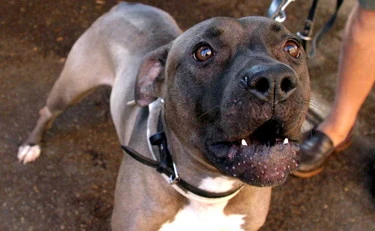 Casoria, pitbull azzanna al volto una 25enne: come la ha ridotta