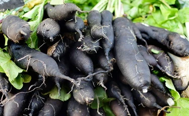 Scorzonera, il segreto dell'asparago d'inverno