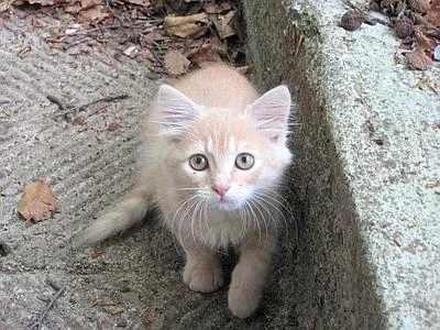 Cattura e investe la gatta della vicina Legnano, ragazza condannata a 2 mesi