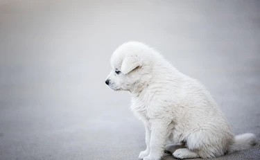 Non videro il tumore del cane: veterinari condannati