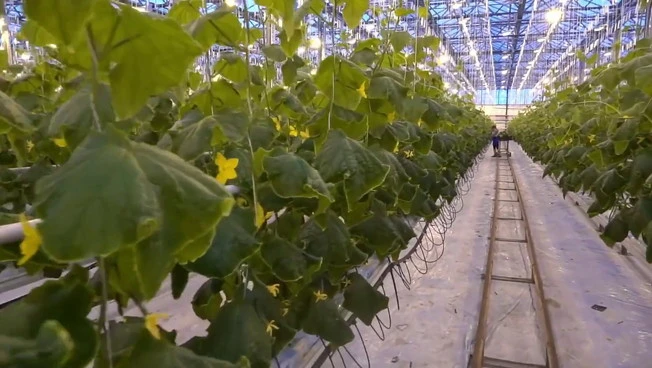 Agricoltura, produzione in lieve crescita e occupati in calo