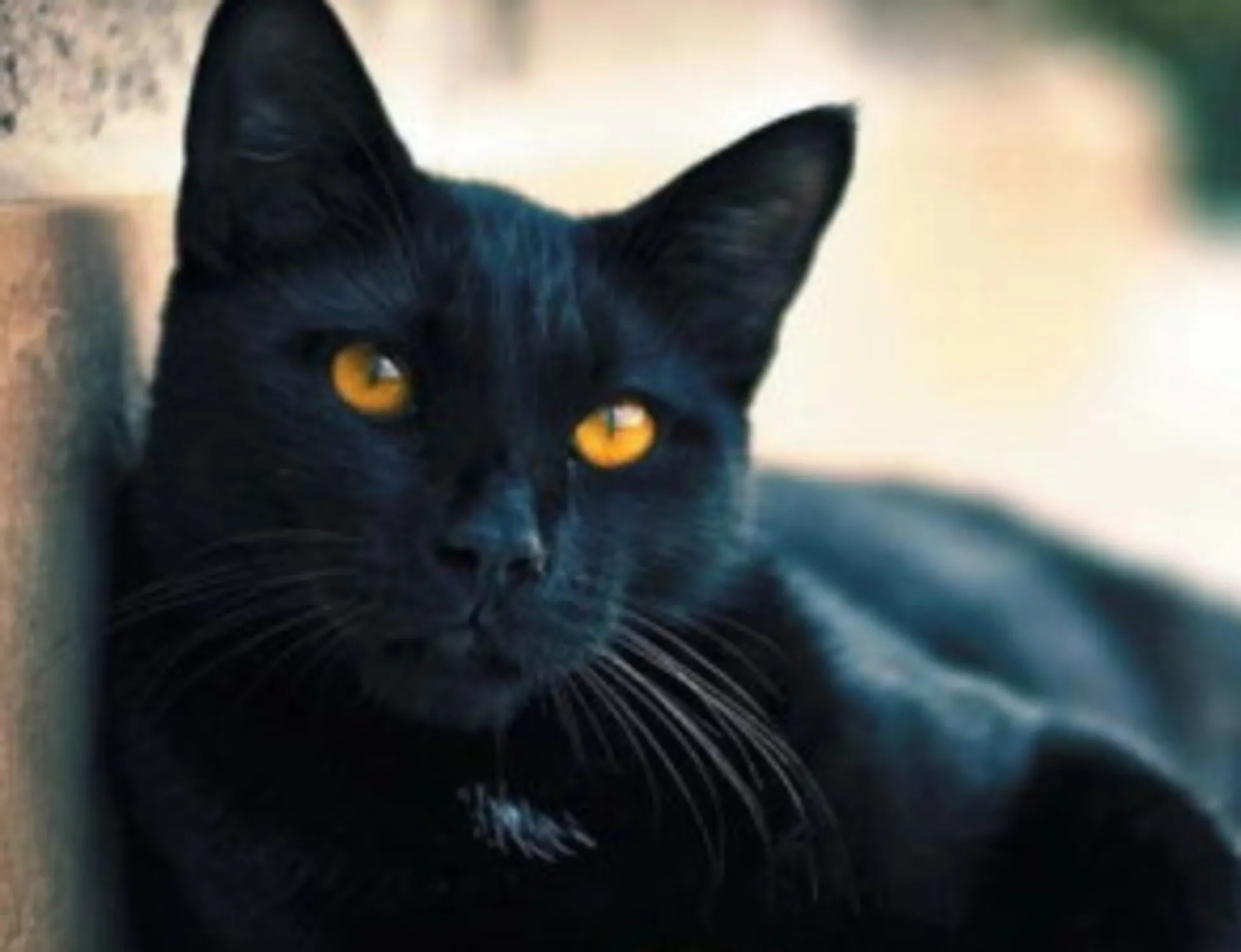 Leggi l'articolo: &quot;Notte delle streghe&quot;: invasati a caccia di gatti&nbsp;