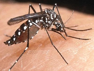 Come difendersi dalle zanzare, pratici consigli sull'utilizzo degli elettroinsetticidi