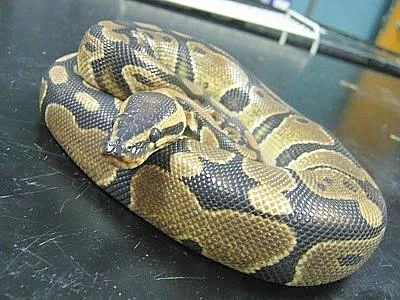 Choc in Canada, pitone in fuga stangola due bambini nel sonno