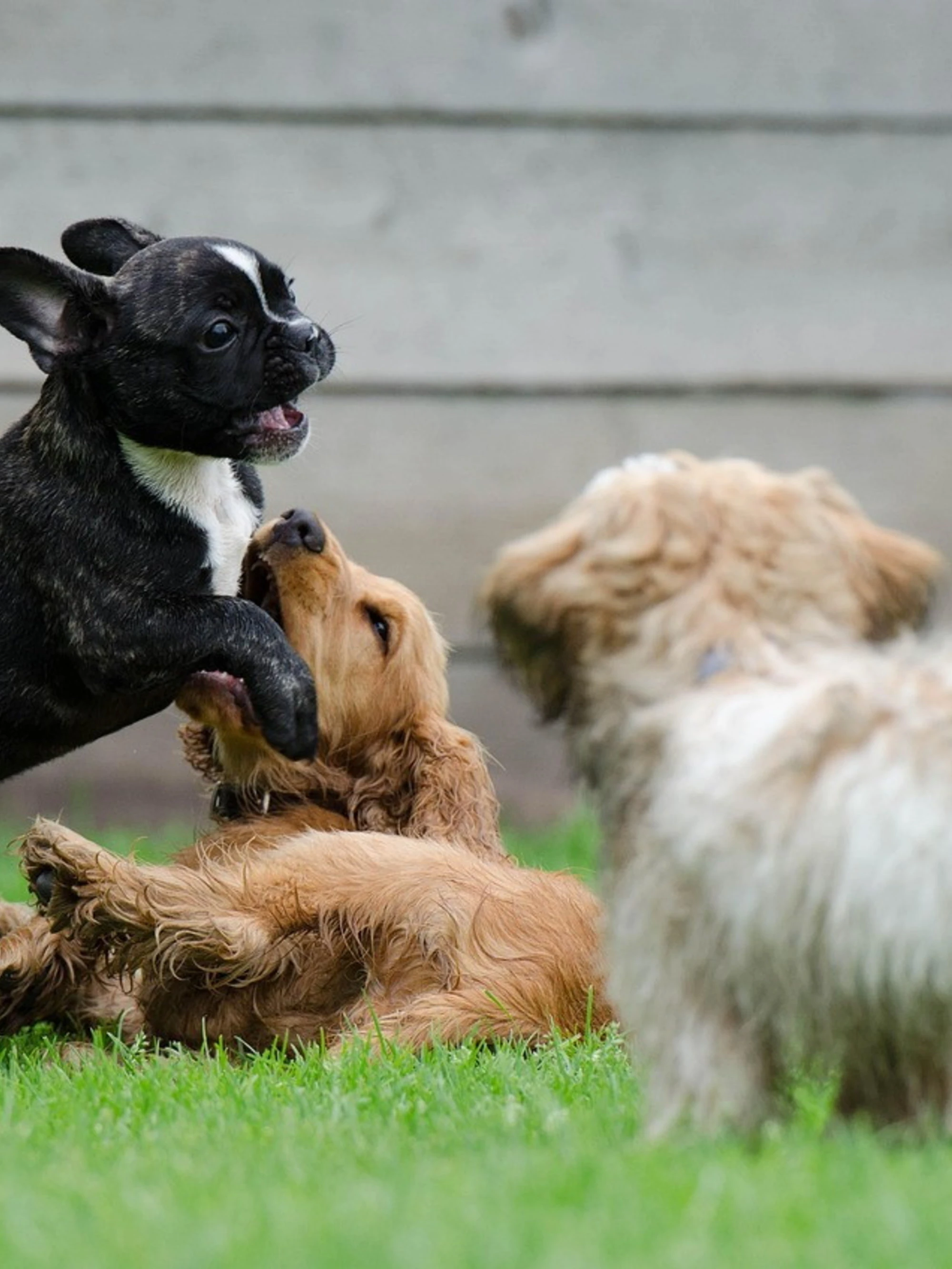 Ecco come proteggere i nostri cuccioli dalle malattie