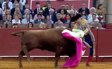 Siviglia, il toro perfora il retto al torero: dramma e orrore alla corrida