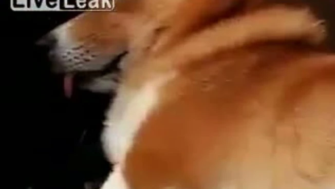 320x240