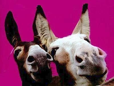 Trecentosessantacinque giorni 'cruelty-free', esce la VegAgenda 2013