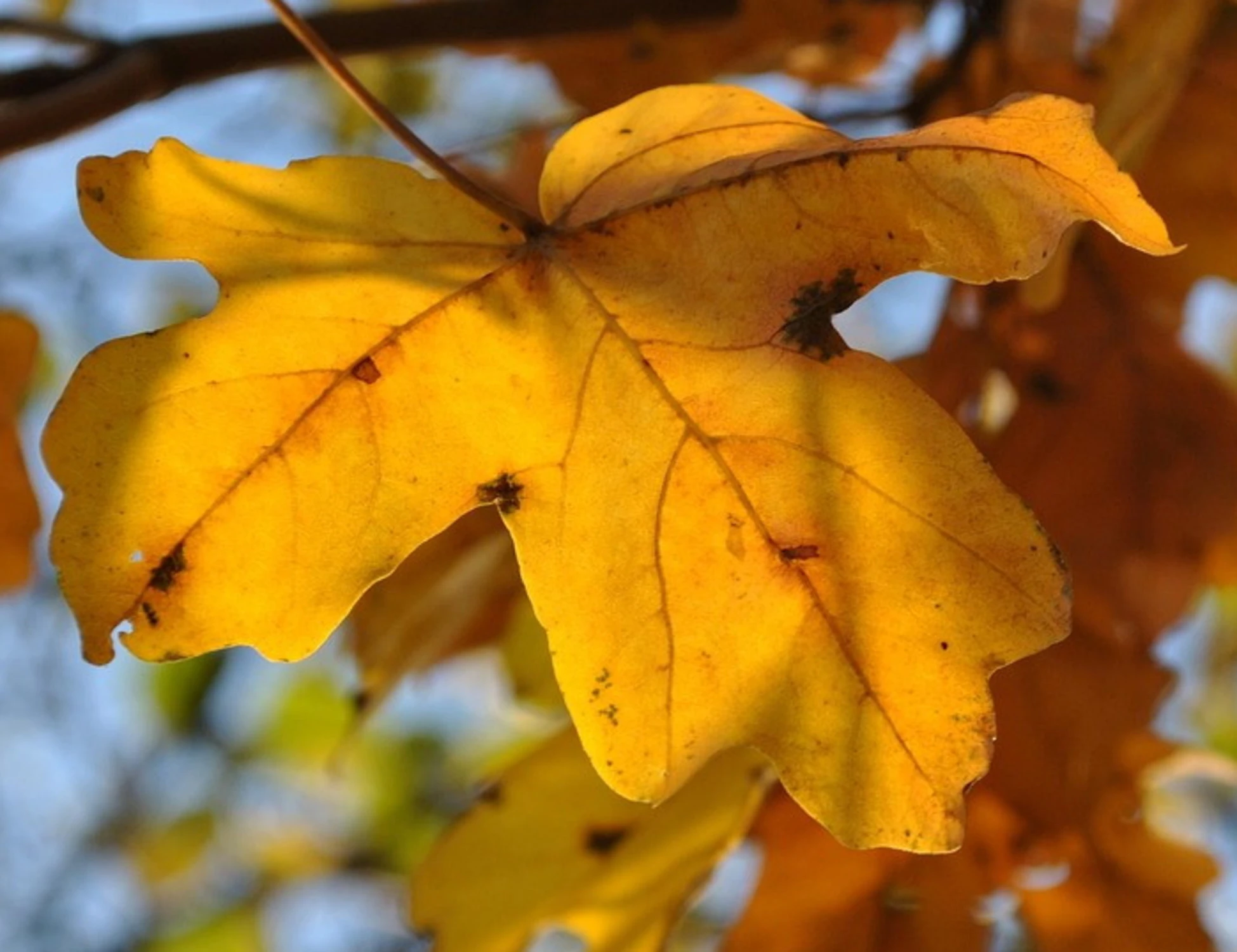Meteo Giuliacci, autunno? Non ancora, quando torna il caldo