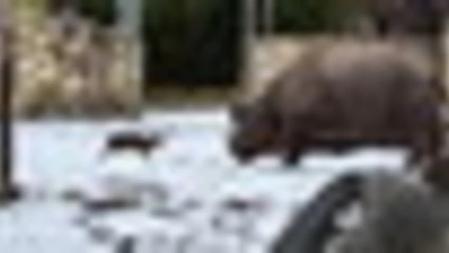 Il piccolo cervo che sfida il rinoceronte allo zoo di Wroclaw