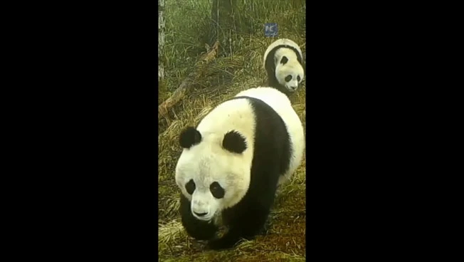 Cina: Gansu, rara fauna selvatica ripresa nel Parco dei panda giganti