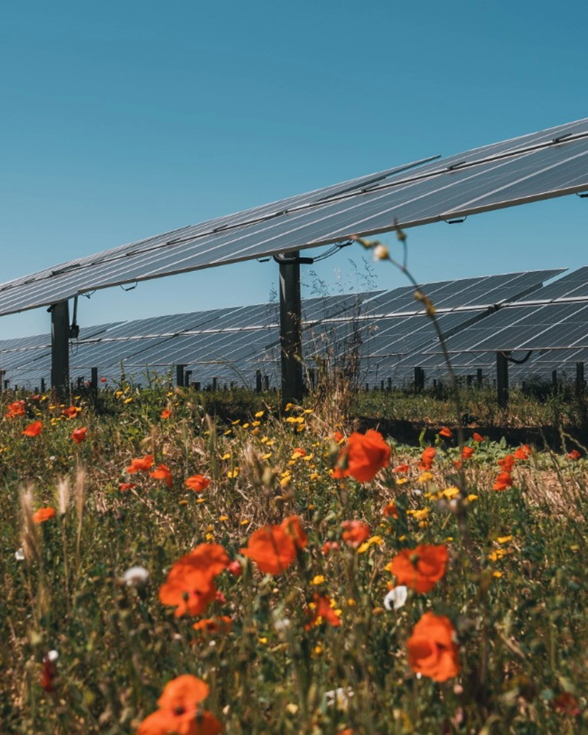 Fotovoltaico e agricoltura insieme: a Pian di Giorgio il modello che unisce energia e territorio