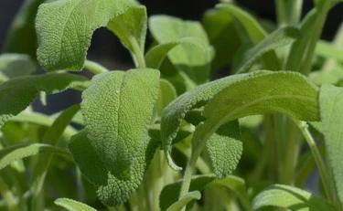 Salvia fritta, il compimento della fogliolina