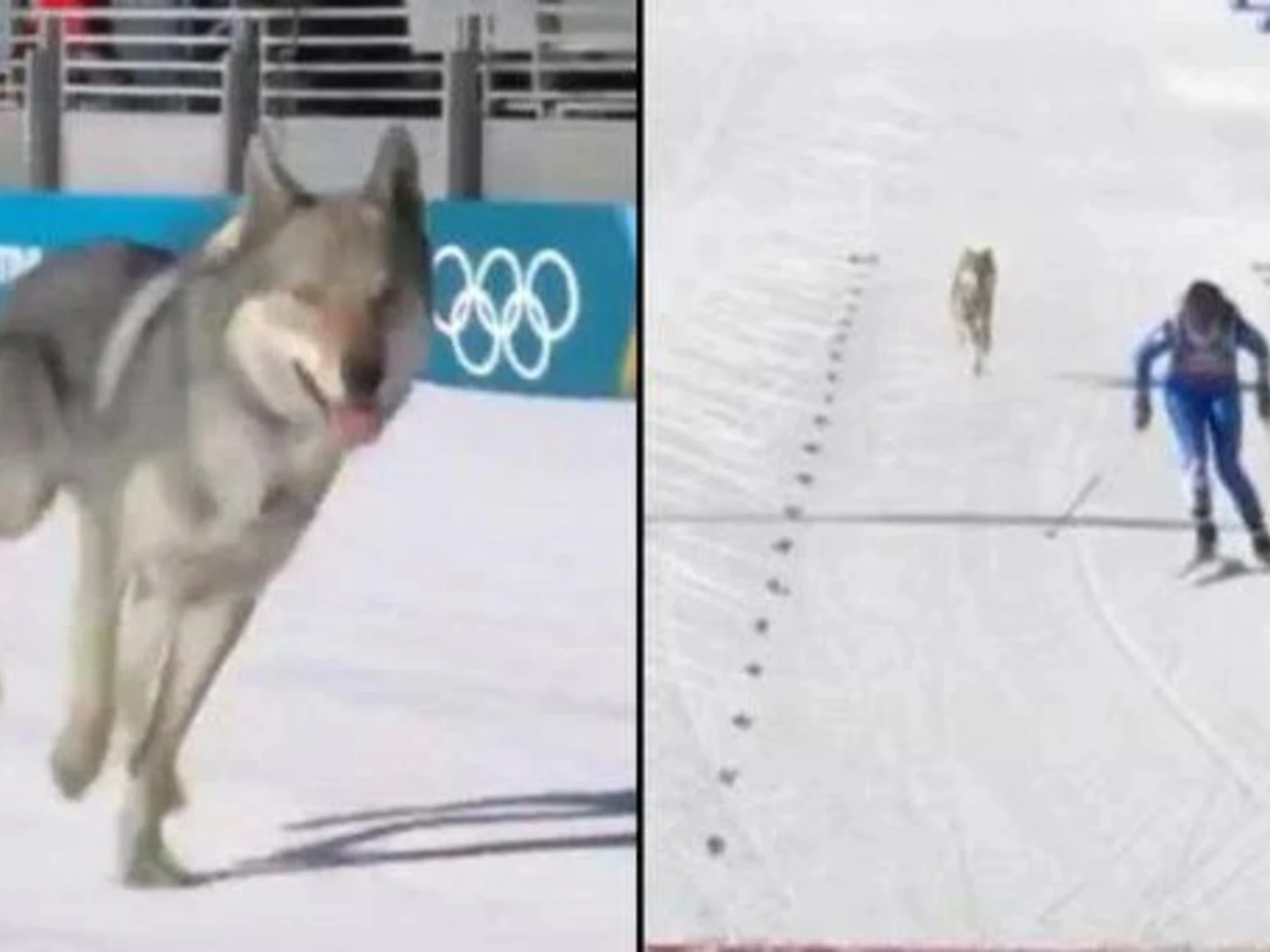 Incontro con il lupo: semplici regole per restare al sicuro