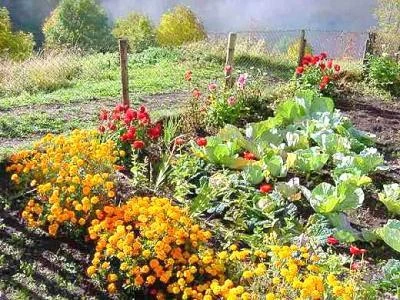 E' boom degli orti fai da te, italiani risparmieranno oltre 1,4 miliardi