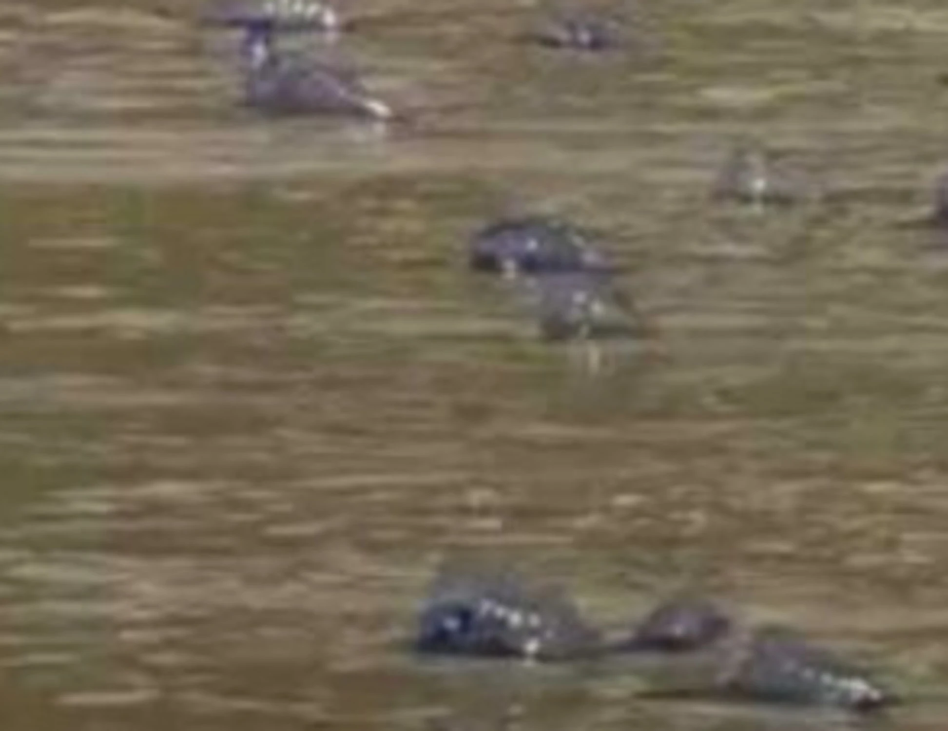 Spiaggia, incubo-Physalia: "Punte centinaia di persone", cosa sta succedendo