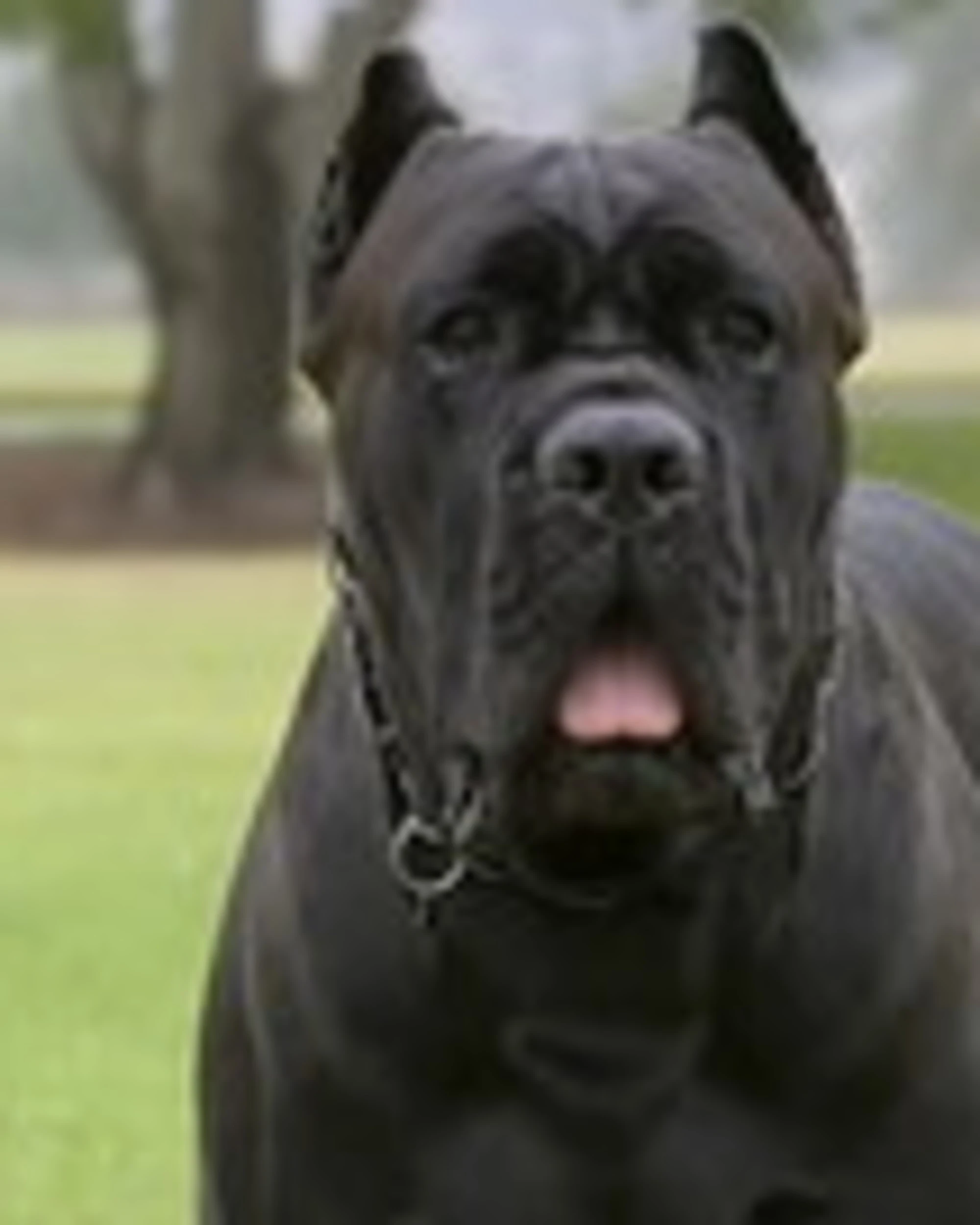 Terracina, cane corso impazzisce: sbrana il padrone, scene atroci
